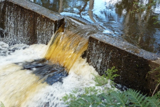 Dunns Swamp walk